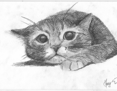 ������������� ����: cat.jpg