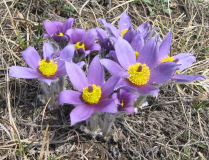  : -  12 .04.2012 035.jpg