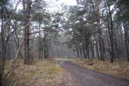  : DSC_0015_ .JPG