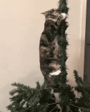  : b8bc98e9f67e61af72dc1e539feb8a9d.gif