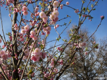  : sakura_aprel_03.04.2012-640x480.jpg