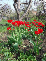  : DSC01920c.JPG