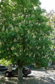  : DSC01945c.JPG