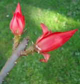 : DSC01954c.JPG