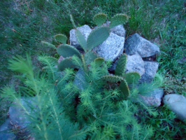  : DSC01987c.JPG