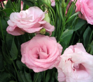  : eustoma_rose.jpg