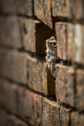 little-owl-athene-noctua-hides-old-wall-31392864.jpg, 49621 