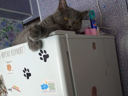  : IMG_4099.png