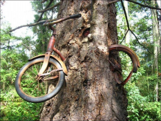  : velosiped_v_dereve_5_foto_3.jpg