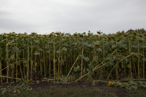  : 220915_Ivanovo-Podbelskoe-8622.jpg