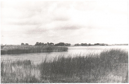  : 1979  .jpg