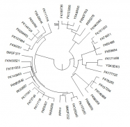  : Tree L243+.jpg