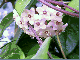  : hoya_1.jpg