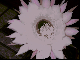  : echinopsis.jpg