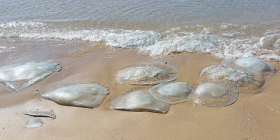  : Meduza.jpg.webp