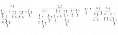  : Ms GenoPro 2019 - [Document1 _ @ GenoMap1] 2025-08.png