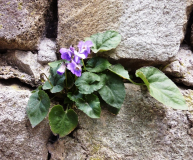  :  4.03.2013  1.JPG