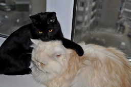  : 0_90dab_926a322e_XXL.jpeg