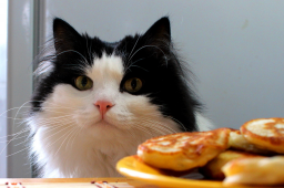  : 0_7ced9_36b348ab_XXL.jpg