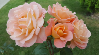  : IMG-20200721-WA0046.jpg