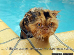  : 1351399374_kotomatritsa_e7.jpg