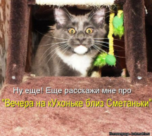  : 1354429841_kotomatritsa_d.jpg