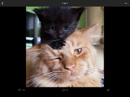 ������������� ����: IMG_5298.png