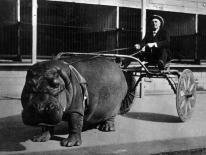 ������������� ����: hippo.jpg