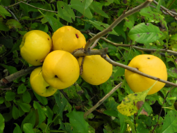 ������������� ����: DSCN4137 �.jpg