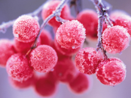  : fruit_00123.jpg
