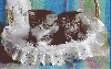 ������������� ����: 2kitten-2b-sm.jpg