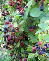 ������������� ����: �������.jpg