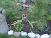  : DSC03742.JPG