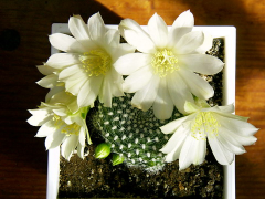 ������������� ����: rebutia.jpg