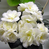 ������������� ����: Warm Sunshine.jpg