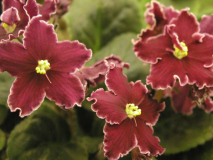 ������������� ����: ������.jpg