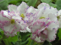 ������������� ����: Winter Parasol.jpg