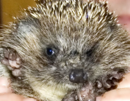 ������������� ����: 4.jpg