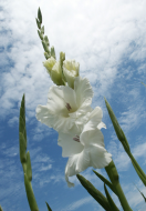  : gladiolus.jpg
