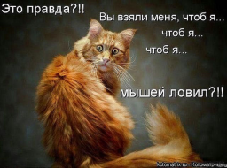  : getImageCAIOW8S6.jpg