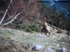 ������������� ����: PB240137.JPG