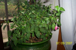 ������������� ����: 100_1302.JPG