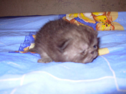 ������������� ����: 1.jpg