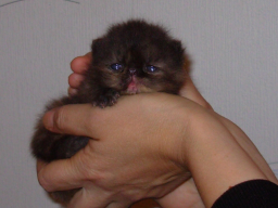 ������������� ����: 7.jpg