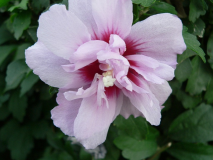 ������������� ����: P1060027.JPG