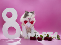  : Holidays___International_Womens_Day_Cute_cat_congratulating_on_March_8_097094_29.jpg
