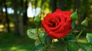  :  $T2eC16FHJGoFFvohSJ5!BSJWTTr45g~~60_57.jpg