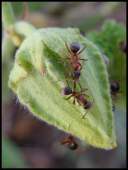 ������������� ����: �������.jpg