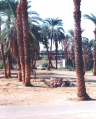 ������������� ����: �������.jpg