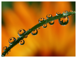 ������������� ����: lauter_blumen_8.jpg
